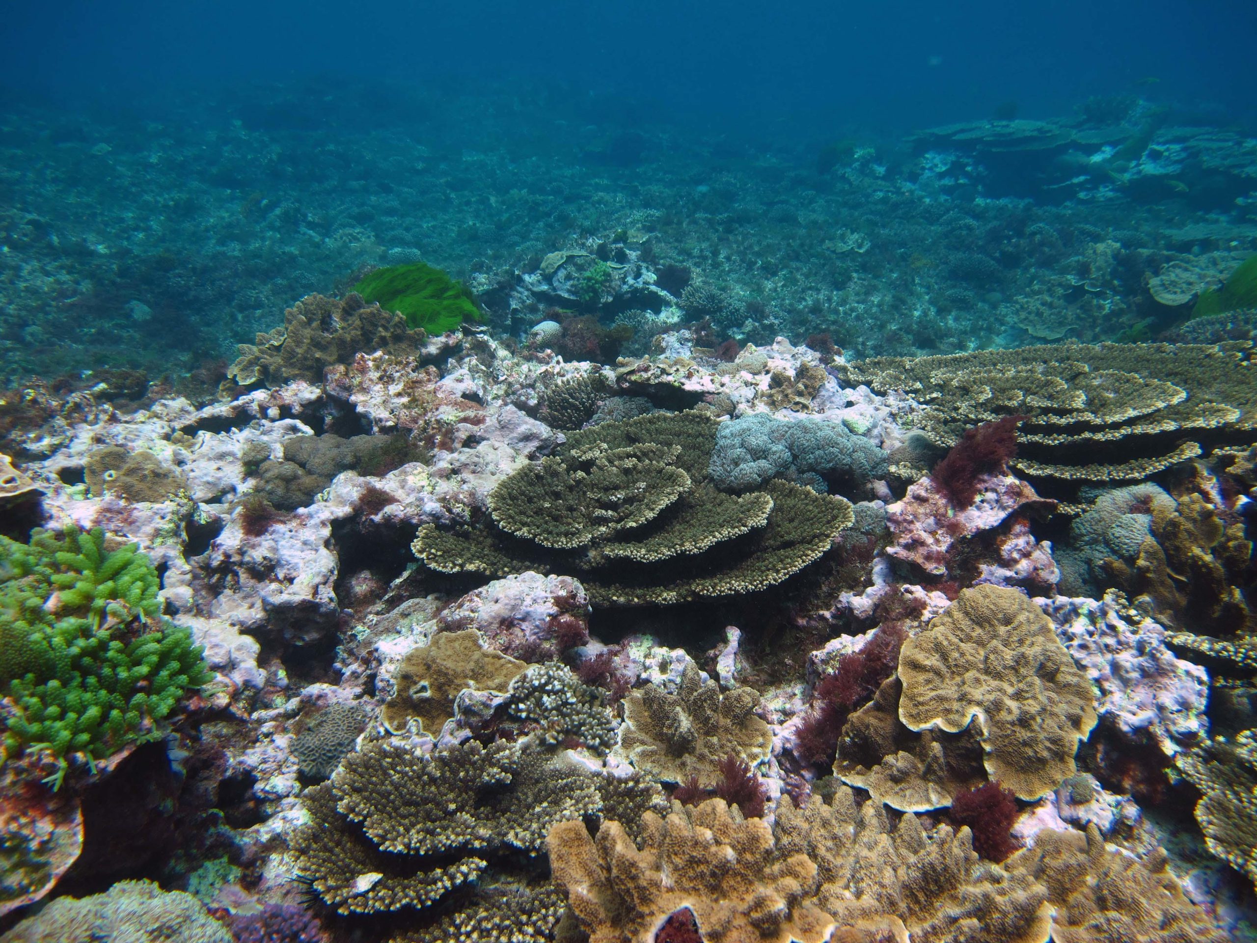 Crustose-Coralline-Algae-on-Lord-Howe-Island-scaled.jpg