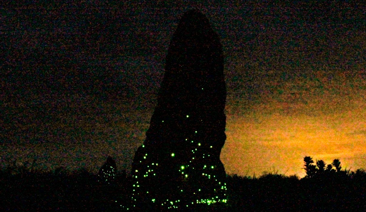 Luminous-Termite-Mound-in-Emas-National-Park.jpg