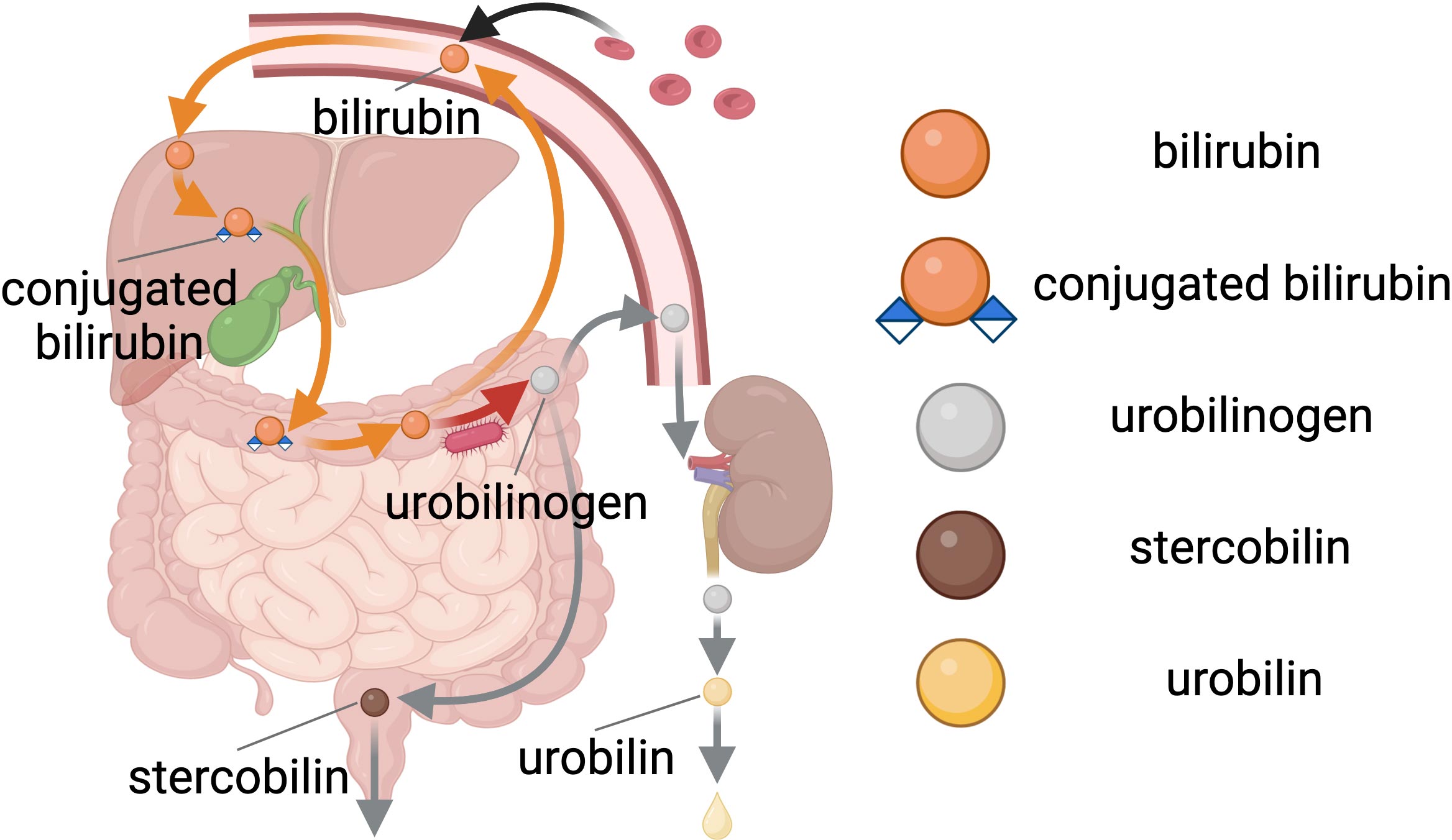 Haem-Degradation-Pathway.jpg