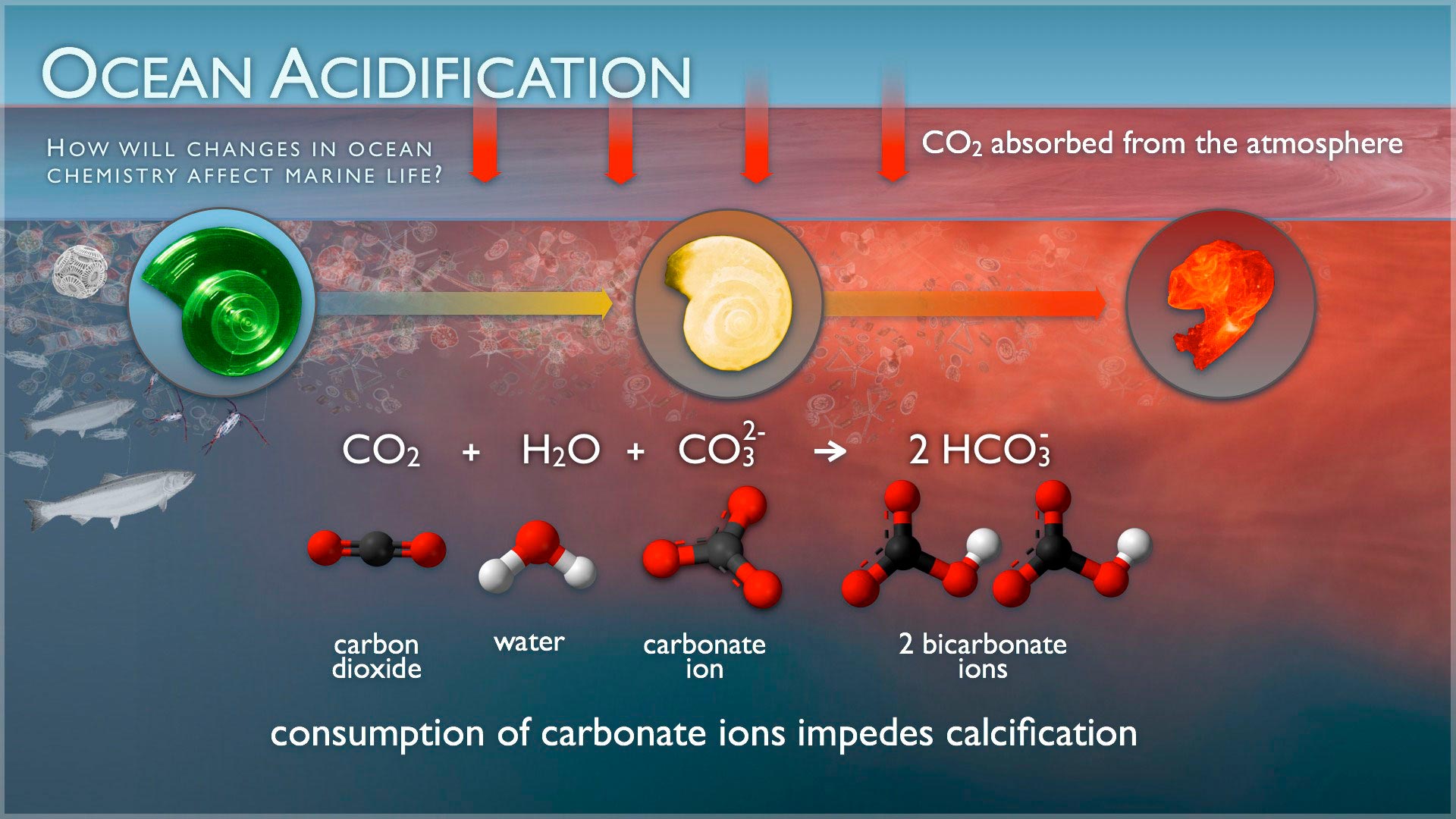 Ocean-Acidification-1.jpg