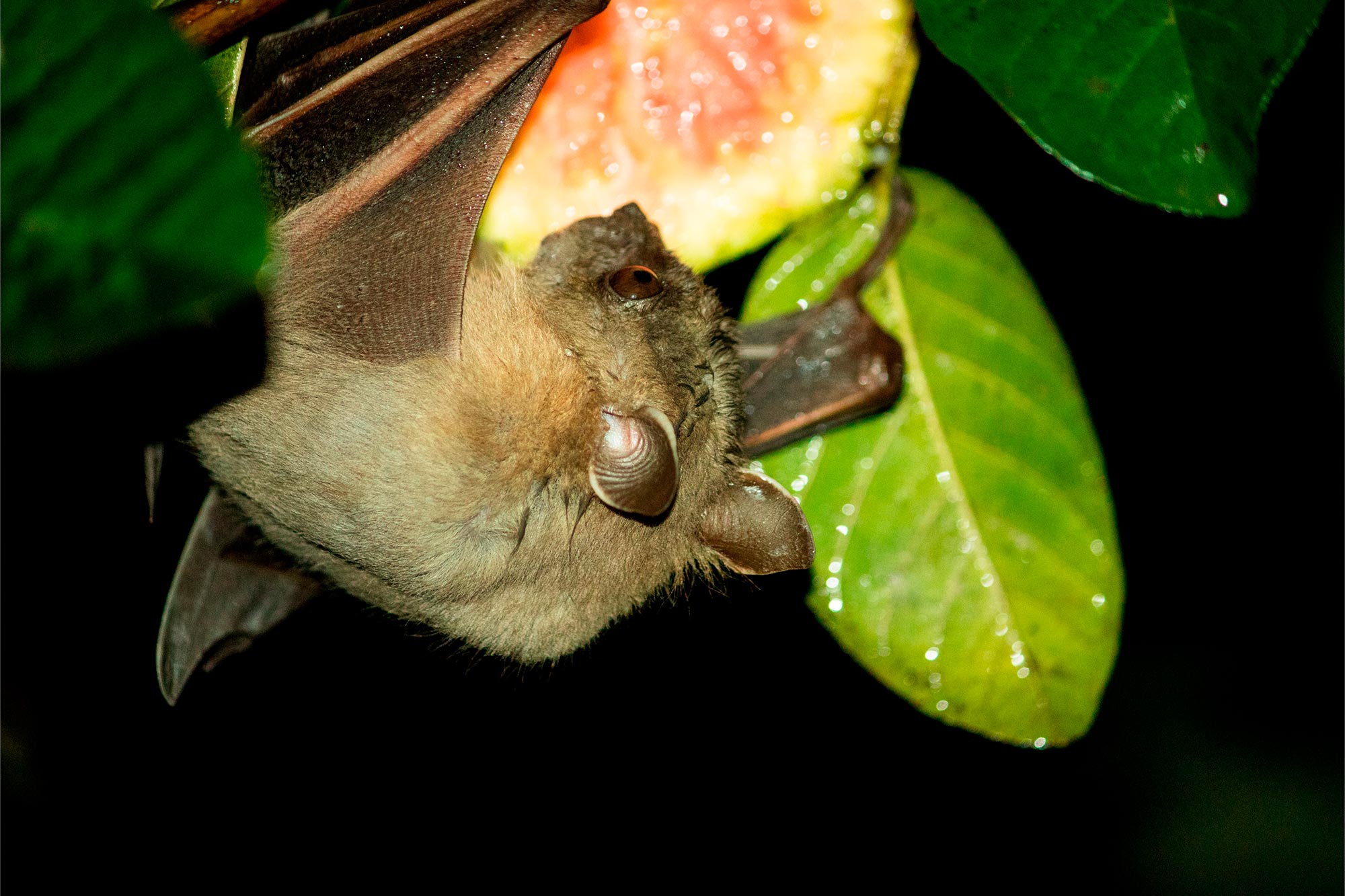 Bat-Eating-Fruit.jpg