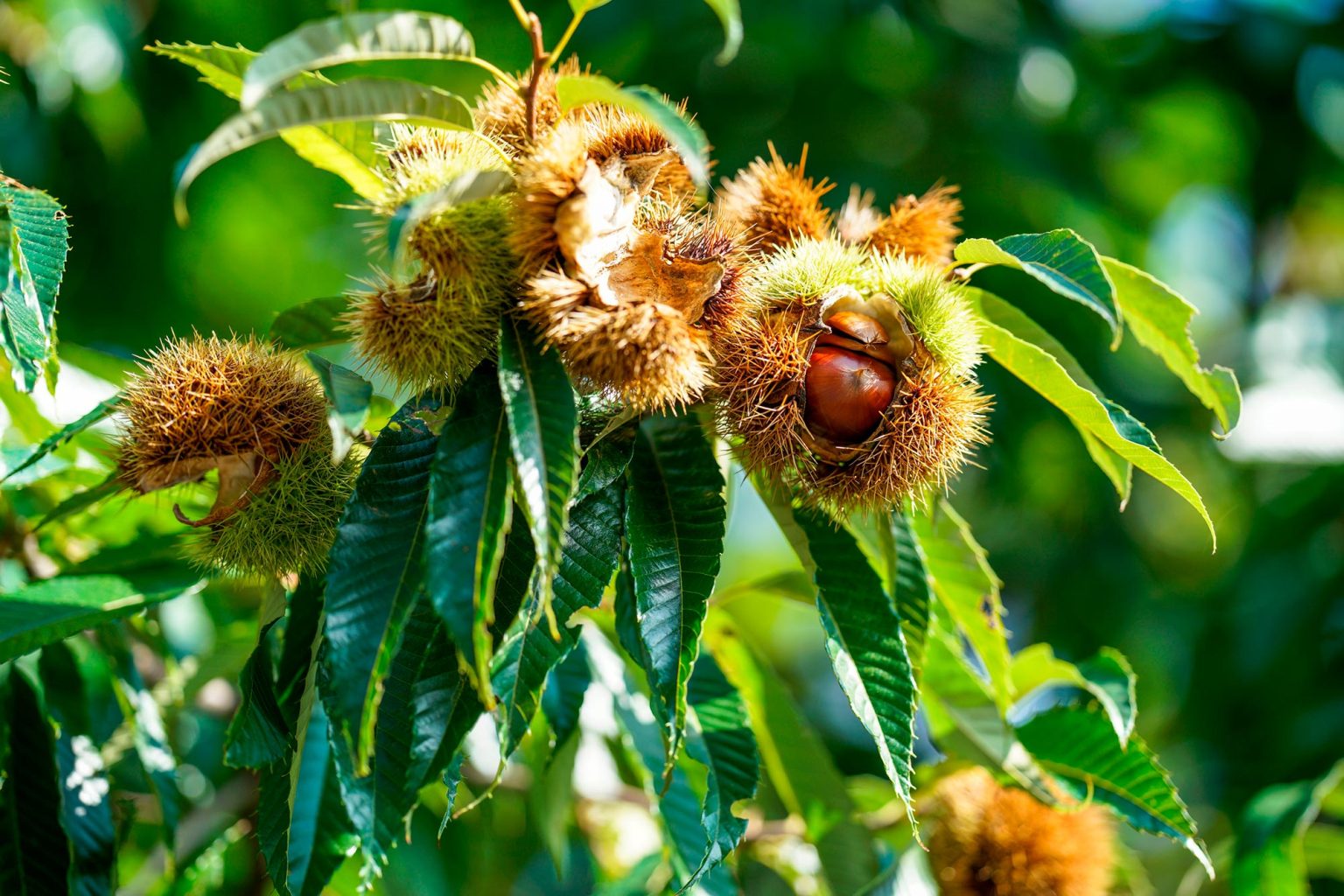 Chestnuts-on-Tree-1536x1024.jpg