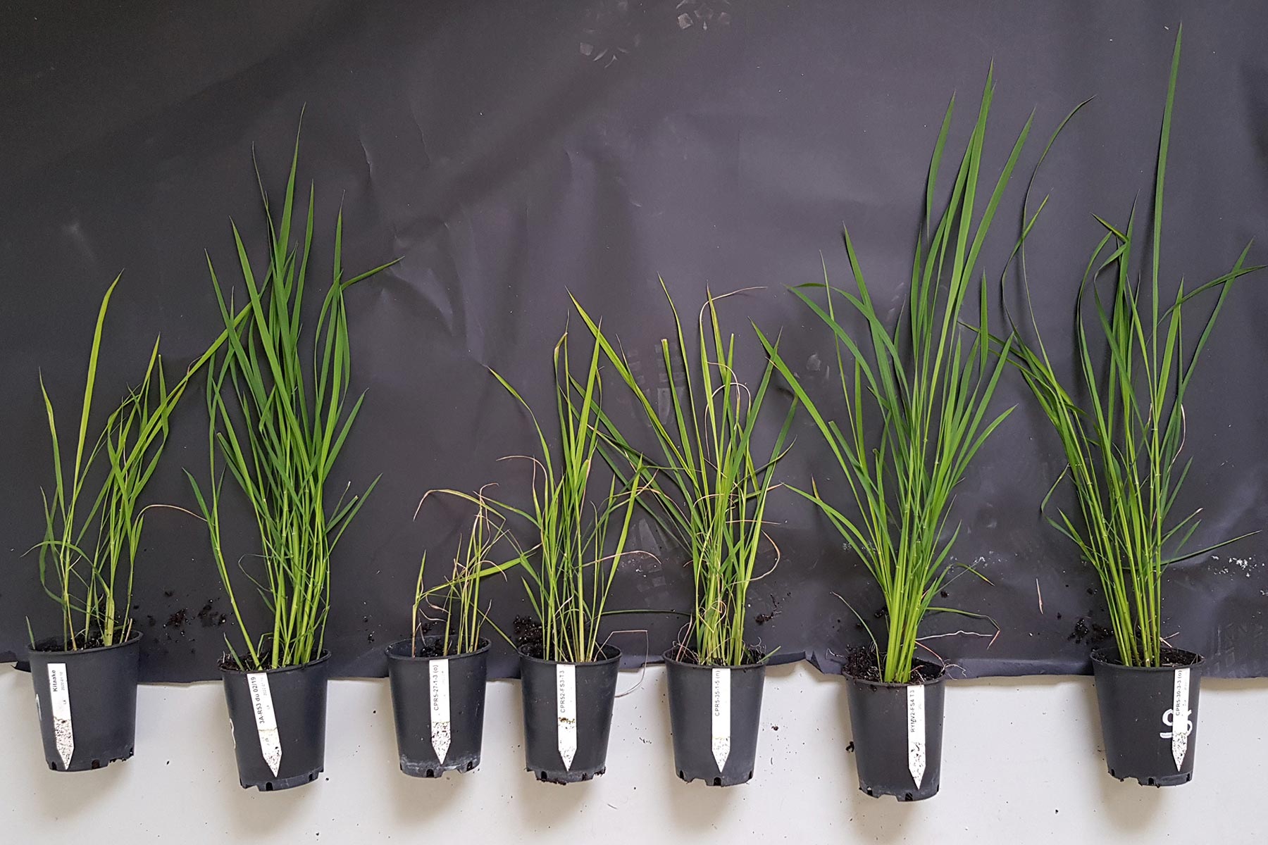 Various-Rice-Plants.jpg
