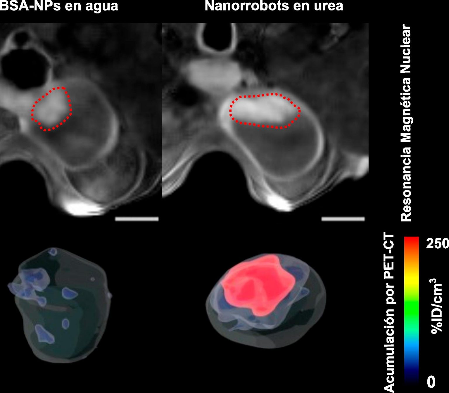 Accumulation-of-Nanorobots-in-Bladder-Tumor-1536x1345.jpg