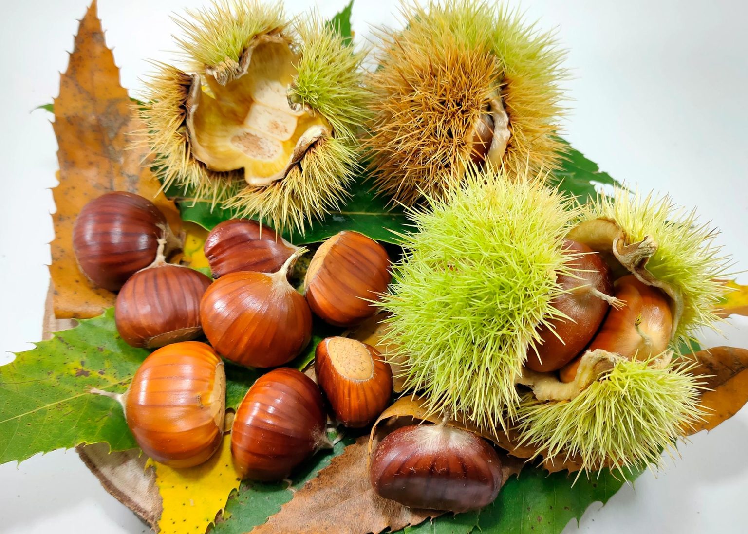 Chestnuts-1536x1097.jpg