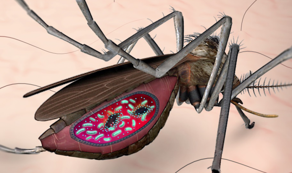 20171017-CAS-malaria-mosquito-gut-34tuwr9si6sktnbzr2zaww.png