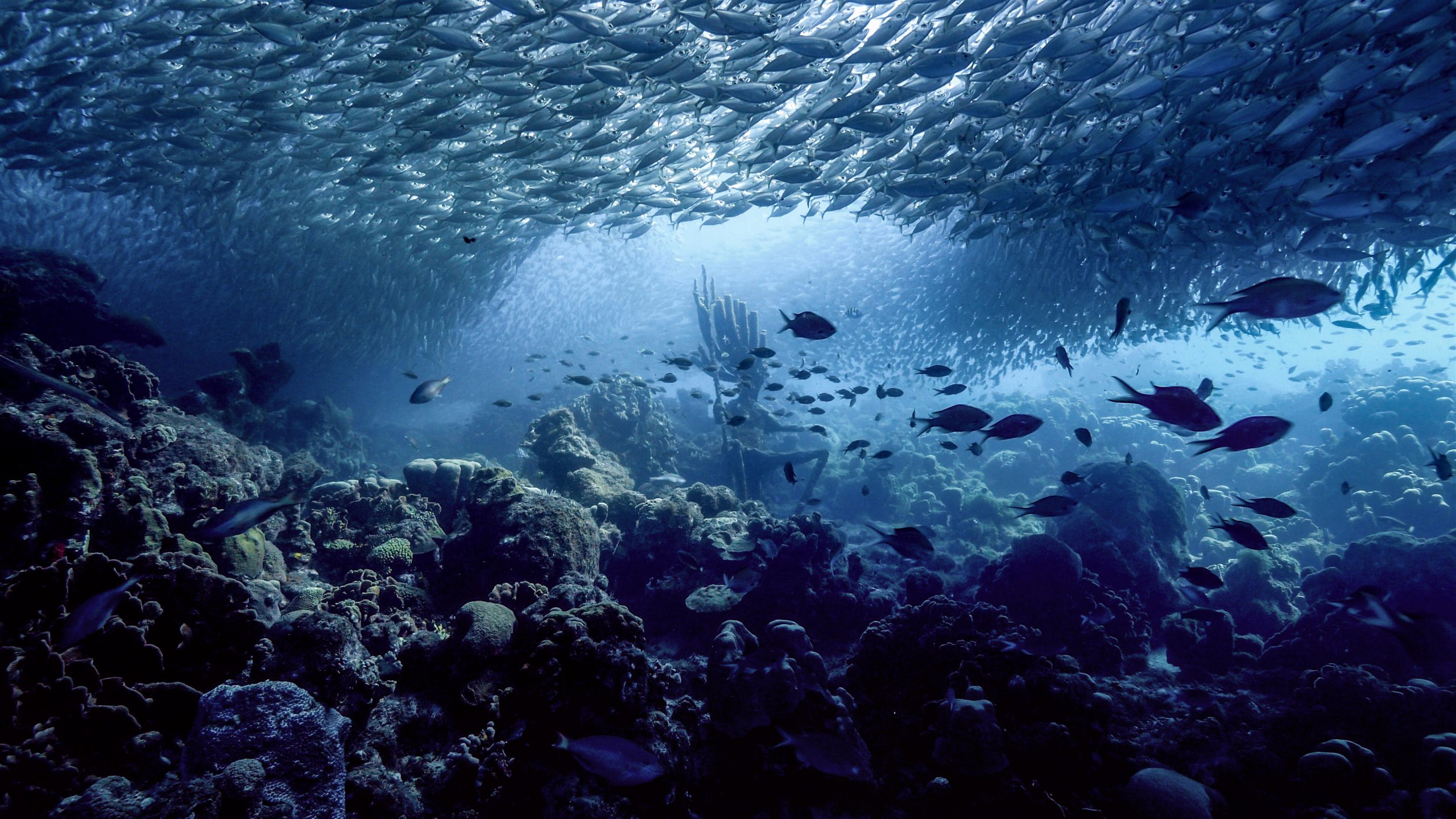 Marine-Life-Ocean-scaled.jpg