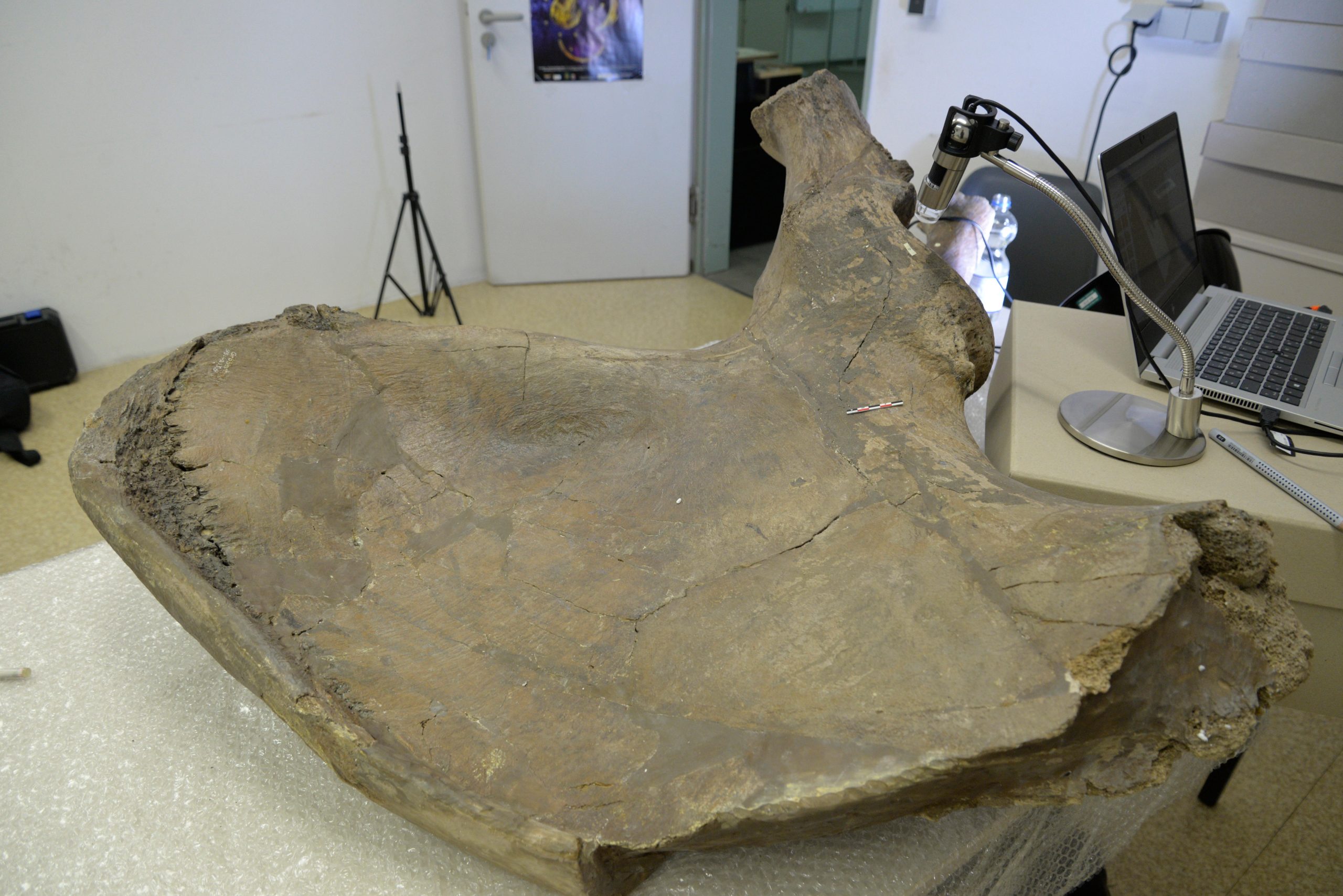 Pelvic-Bone-of-a-Palaeoloxodon-antiquus-scaled.jpg