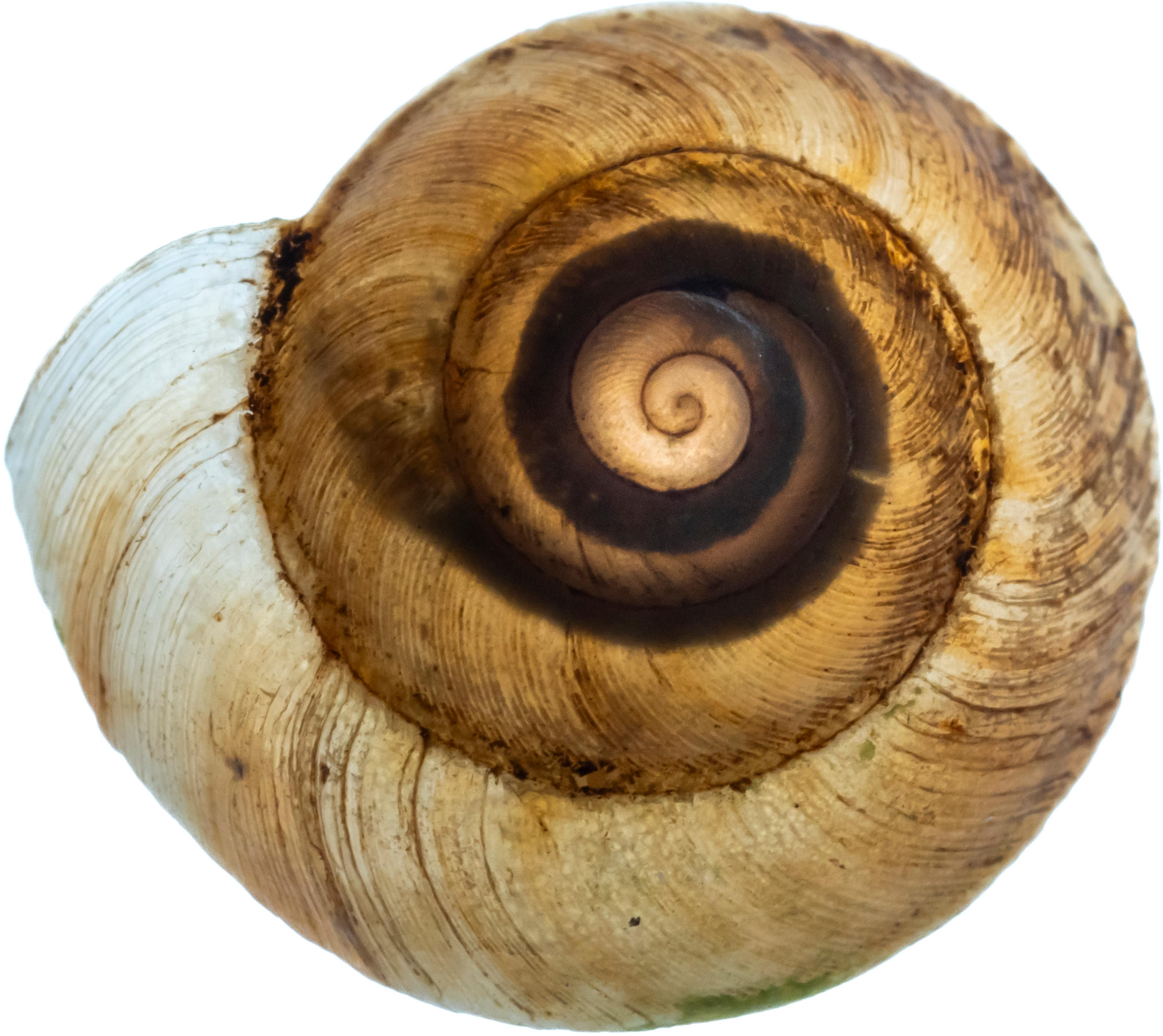 Papua-New-Guinea-Snail-Shell.jpg