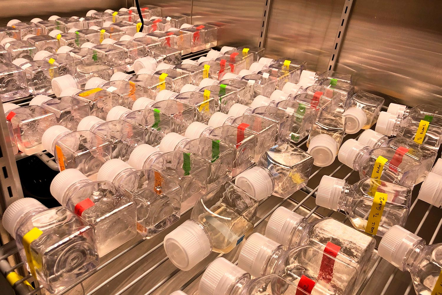 Bottles-of-Brine-Incubate_jpg（JPEG 图像，1500x1000 像素） — 缩放 (89-_92.jpg