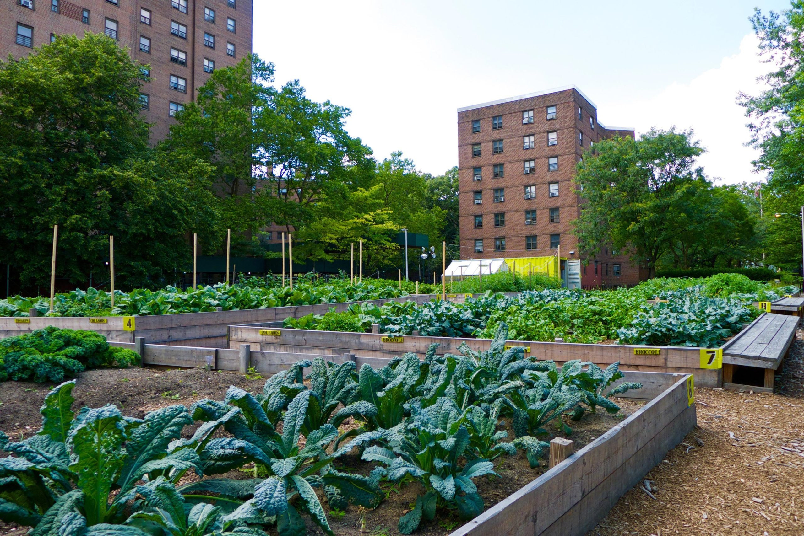 Urban-Collective-Garden-New-York-City-Housing-Authority-Site-scaled_jpg（JPEG 图像，2560x1708 像素） — 缩放 (52-_92.jpg