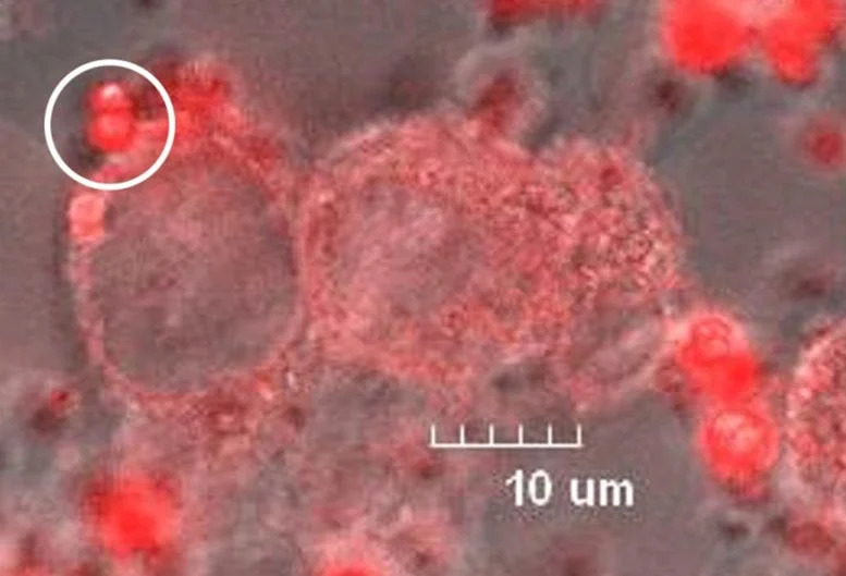 Red-Light-Emission-From-Europium-Complexes-Inside-Model-Glioma-Cells_webp（WEBP 图像，777x529 像素）_92.jpg