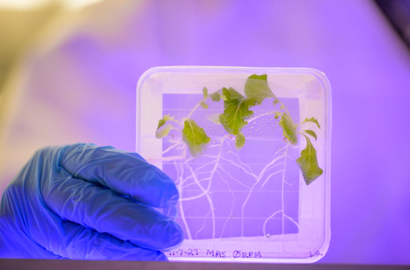 Space-Plant.jpg