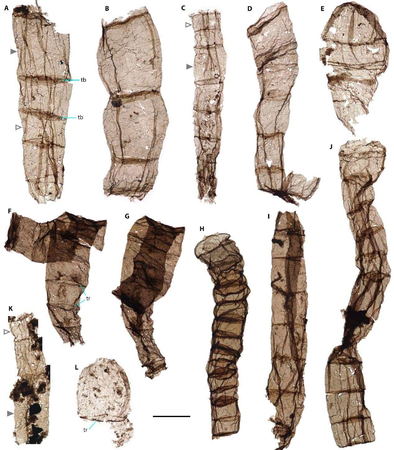 Multicellular-Fossils-From-Late-Paleoproterozoic-Chuanlinggou-Formation.jpg