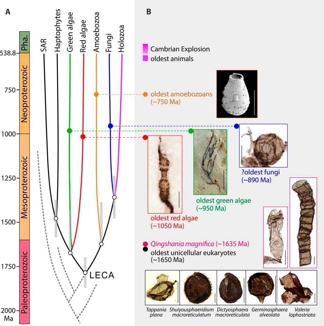 Simplified-Eukaryotic-Tree-and-Representative-Early-Eukaryotic-Fossils.jpg