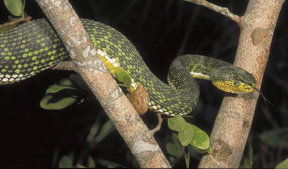 Trimeresurus-ayeyarwadyensis_jpg（JPEG 图像，981x575 像素）_92.jpg