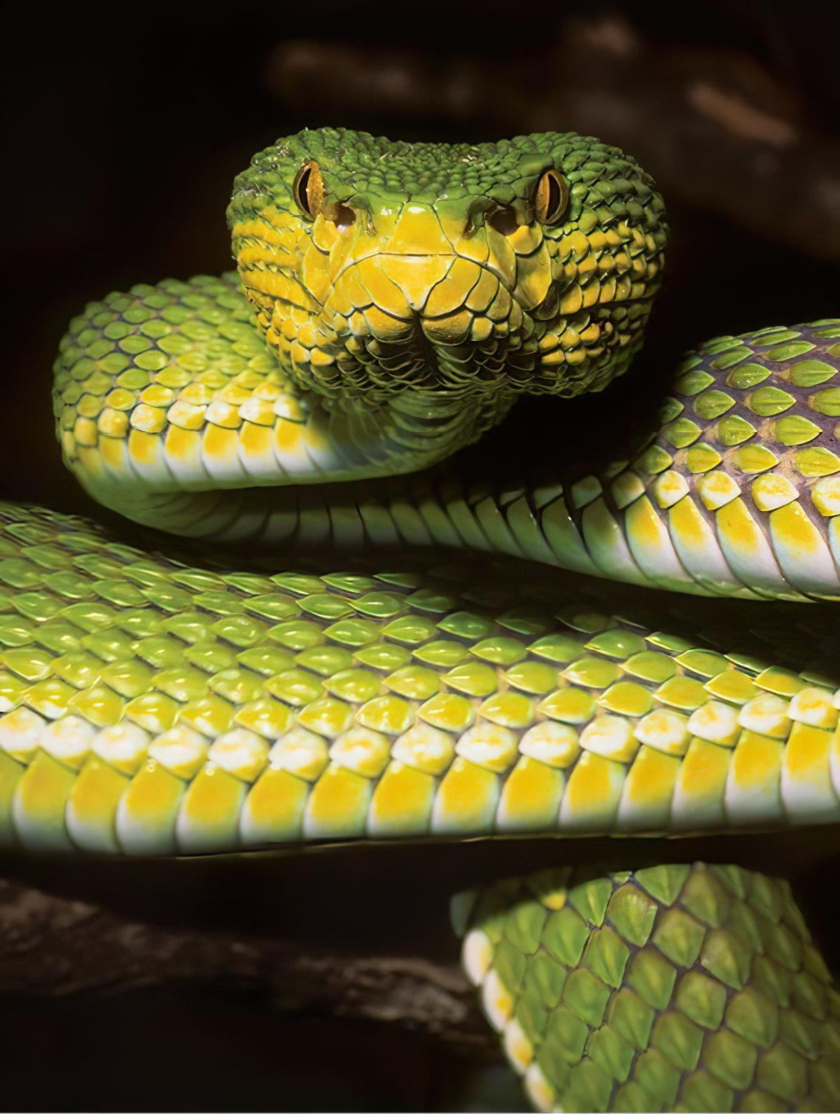 Trimeresurus-ayeyarwadyensis-Specimen.jpg