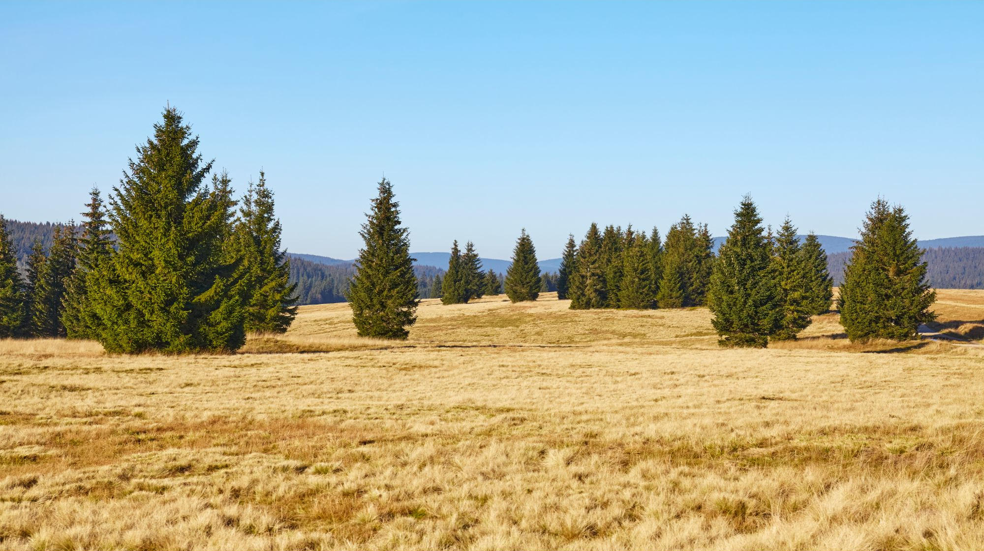 Peatland.jpg
