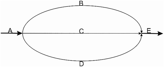 nyas15086-fig-0002-m.jpg