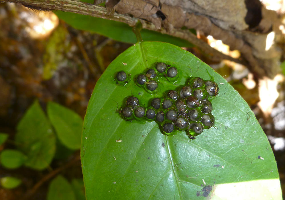Limnonectes-phyllofolia-Eggs.jpg