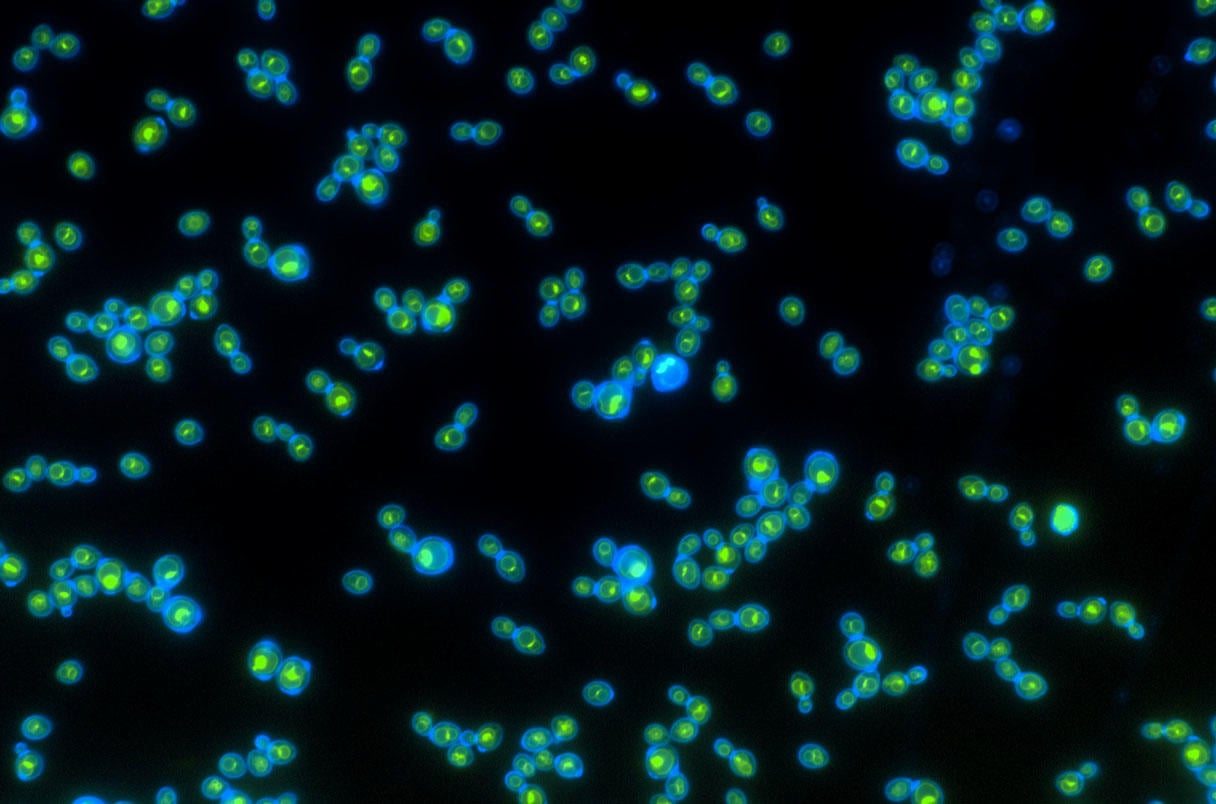 Light-Powered-Yeast-Cells.jpg