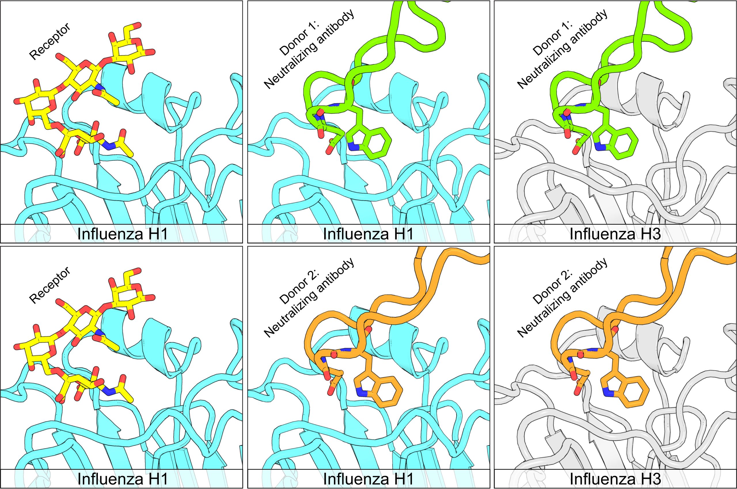 New-Type-of-Antibody-Shows-Promise-Against-Multiple-Forms-of-Flu-Virus-scaled.jpg
