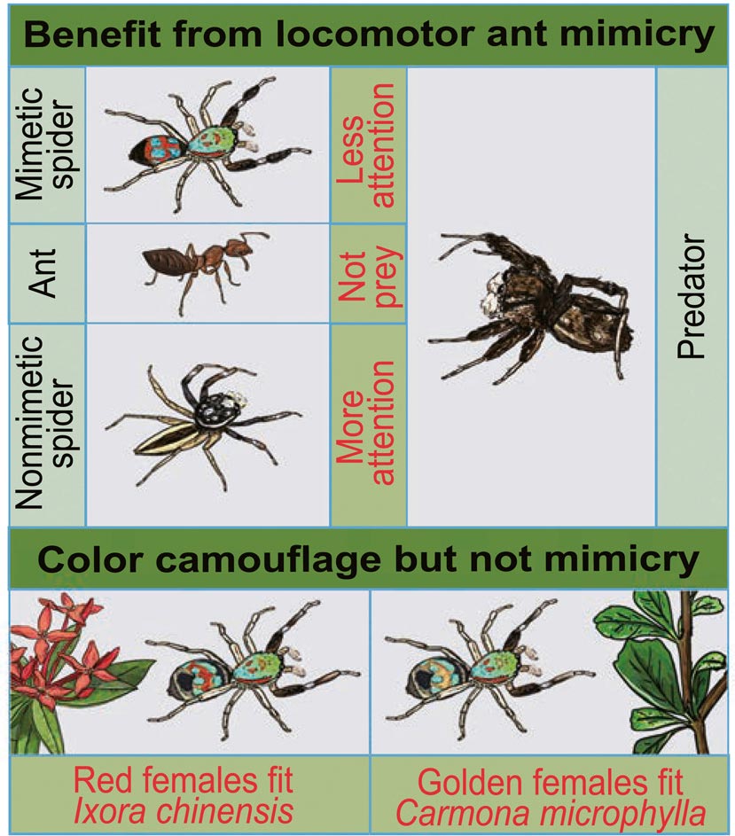 Jumping-Spider-Siler-collingwoodi-Mimicks-Ant-Walk.jpg