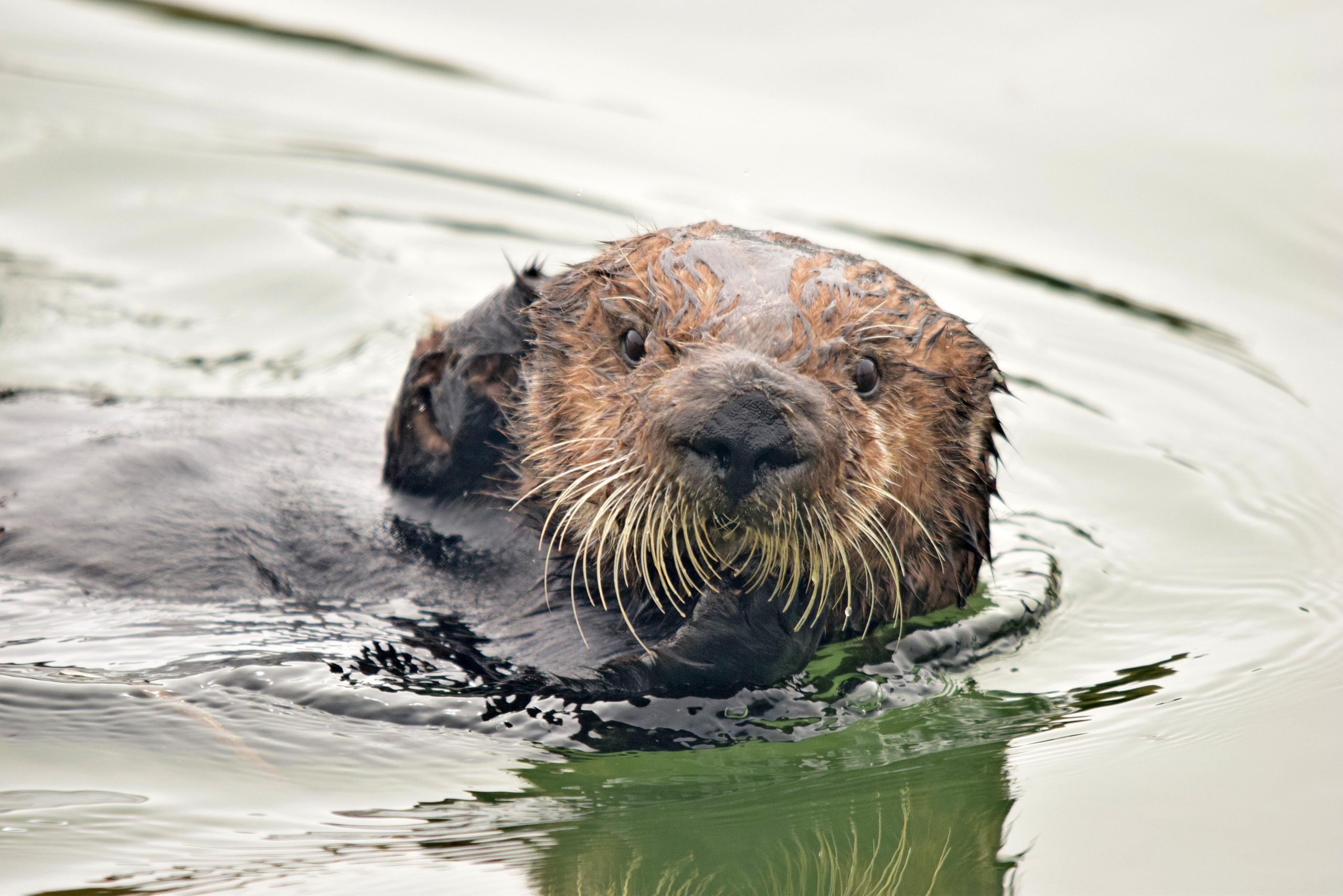 Sea-Otter-Eats-Crab-Close-scaled.jpg