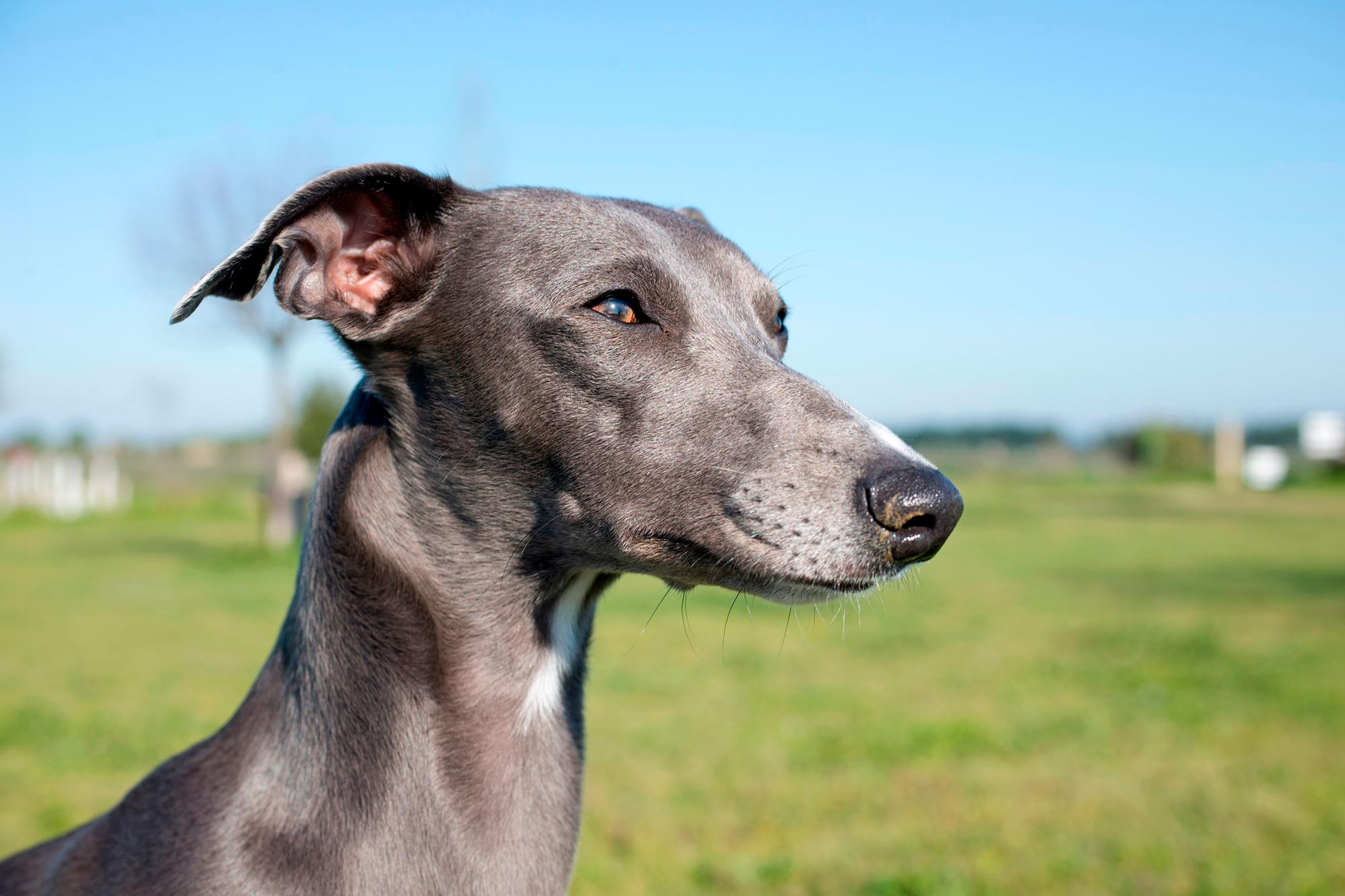 Gray-Whippet_jpg（JPEG 图像，2000x1333 像素） — 缩放 (67-_92.jpg