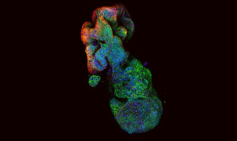 organoid-header-800x477.jpg