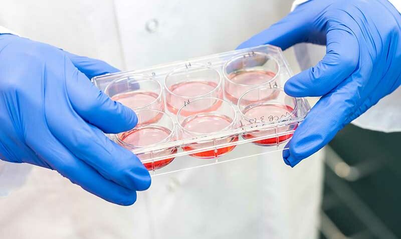 organoid-tray-800-494-800x477.jpg