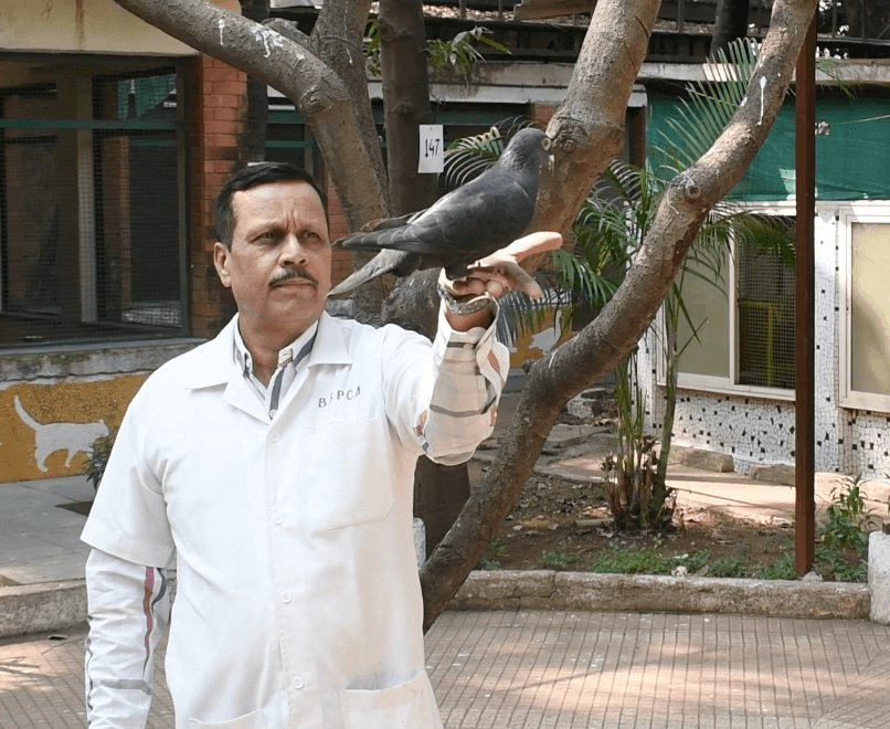 Colonel-Dr-BB-Kulkarni-BSDPHA-releases-the-pigeon-2.webp