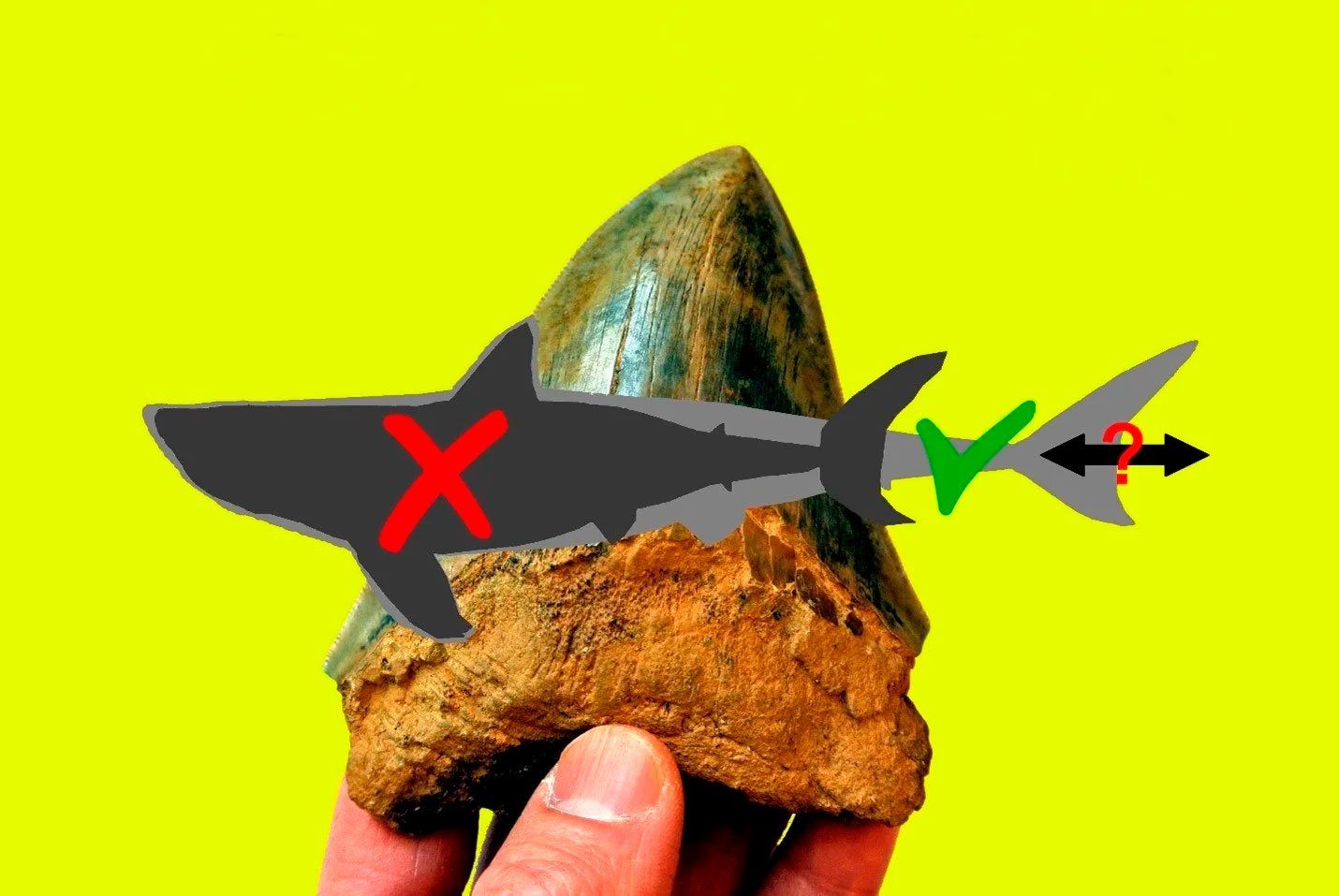Megalodon-Body-Form(1).jpg