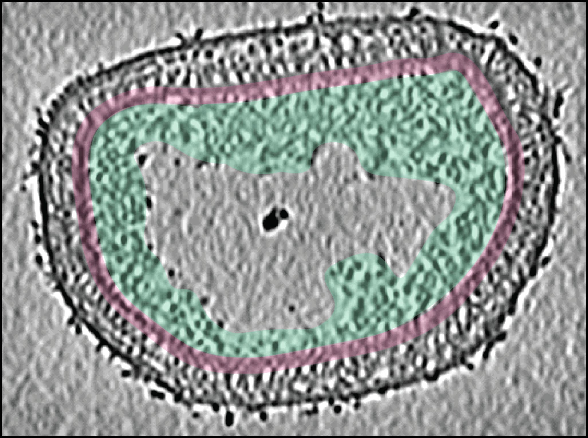 Vaccinia-Virus-Top-View.jpg