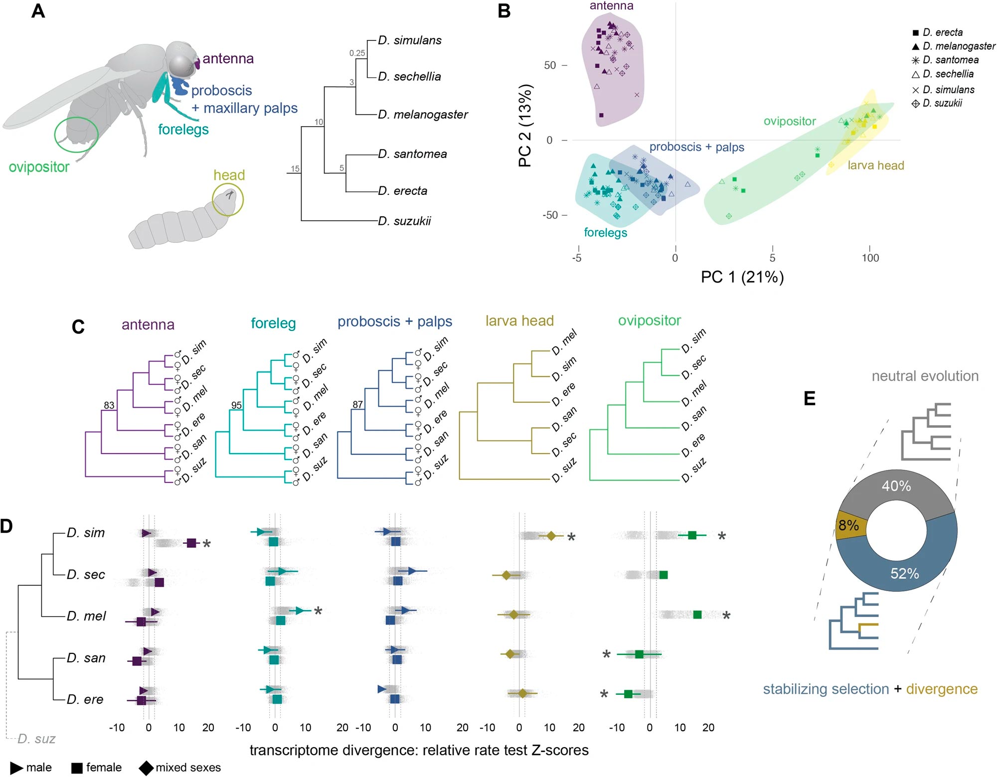 Chemosensory-Tissue-Transcriptome-Evolution.jpg