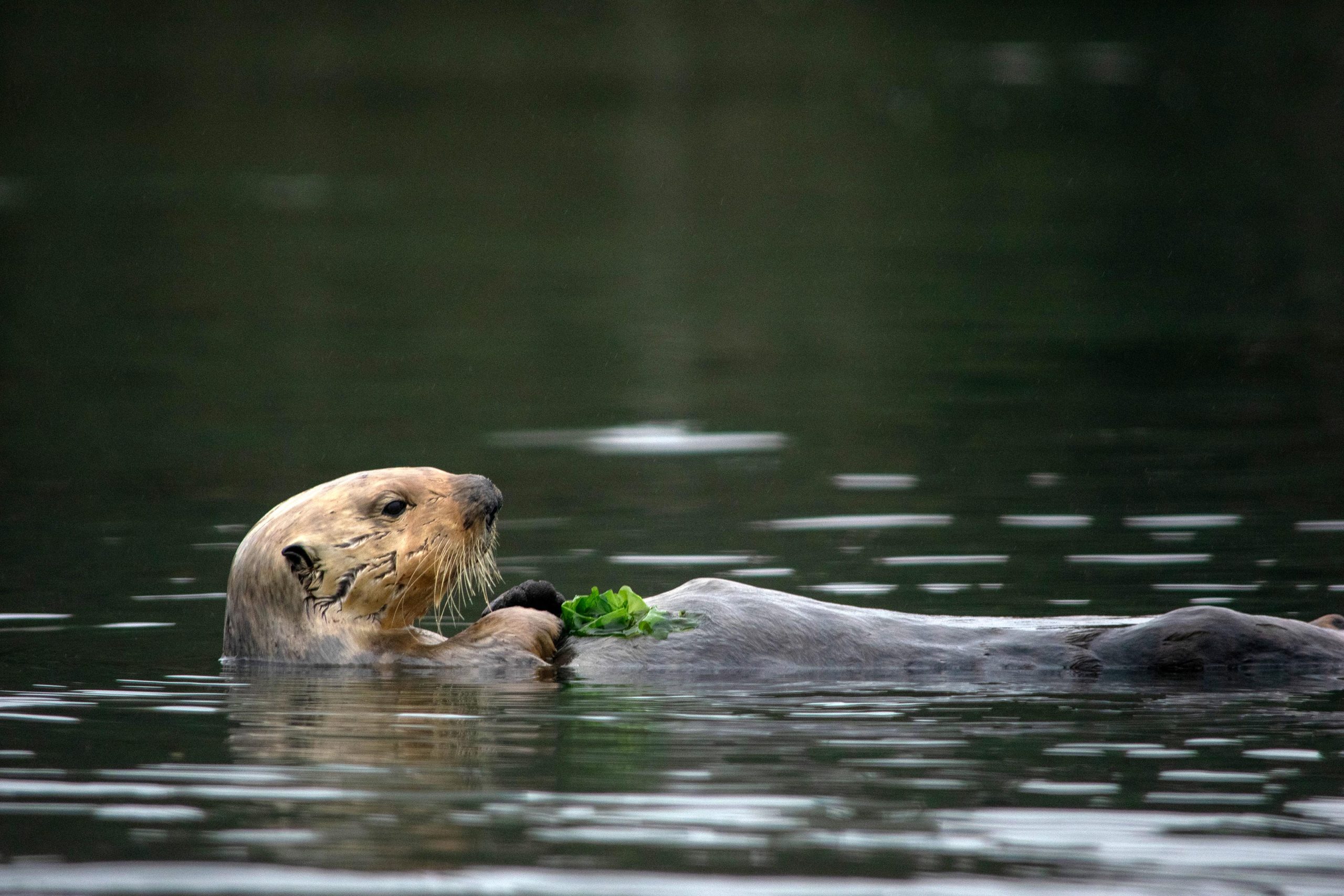 Sea-Otter-Eats-Crab-scaled(1).jpg