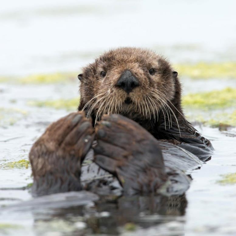 Sea-Otter-in-Central-California.jpg