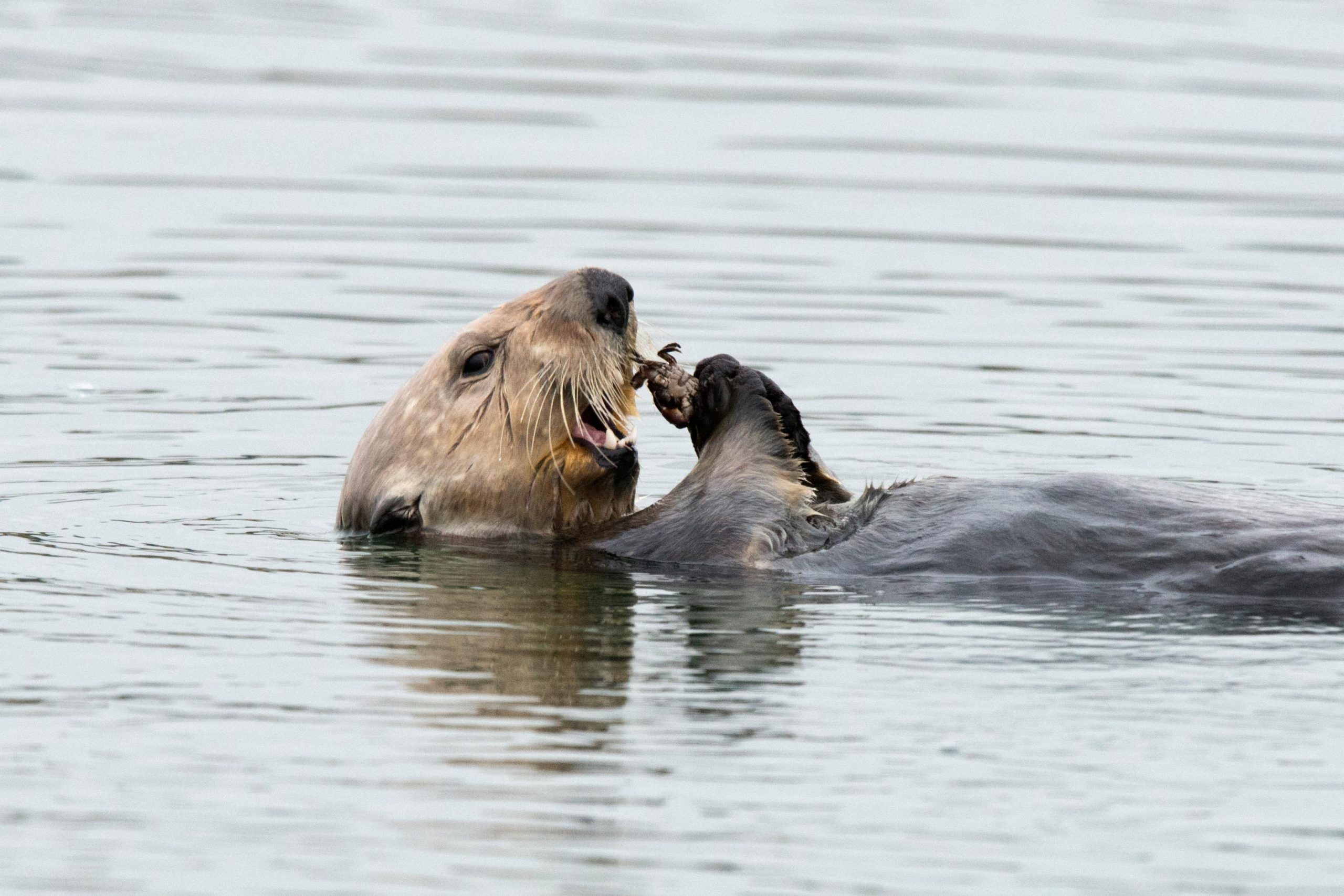 Sea-Otter-Eating-Crab-scaled(1).jpg