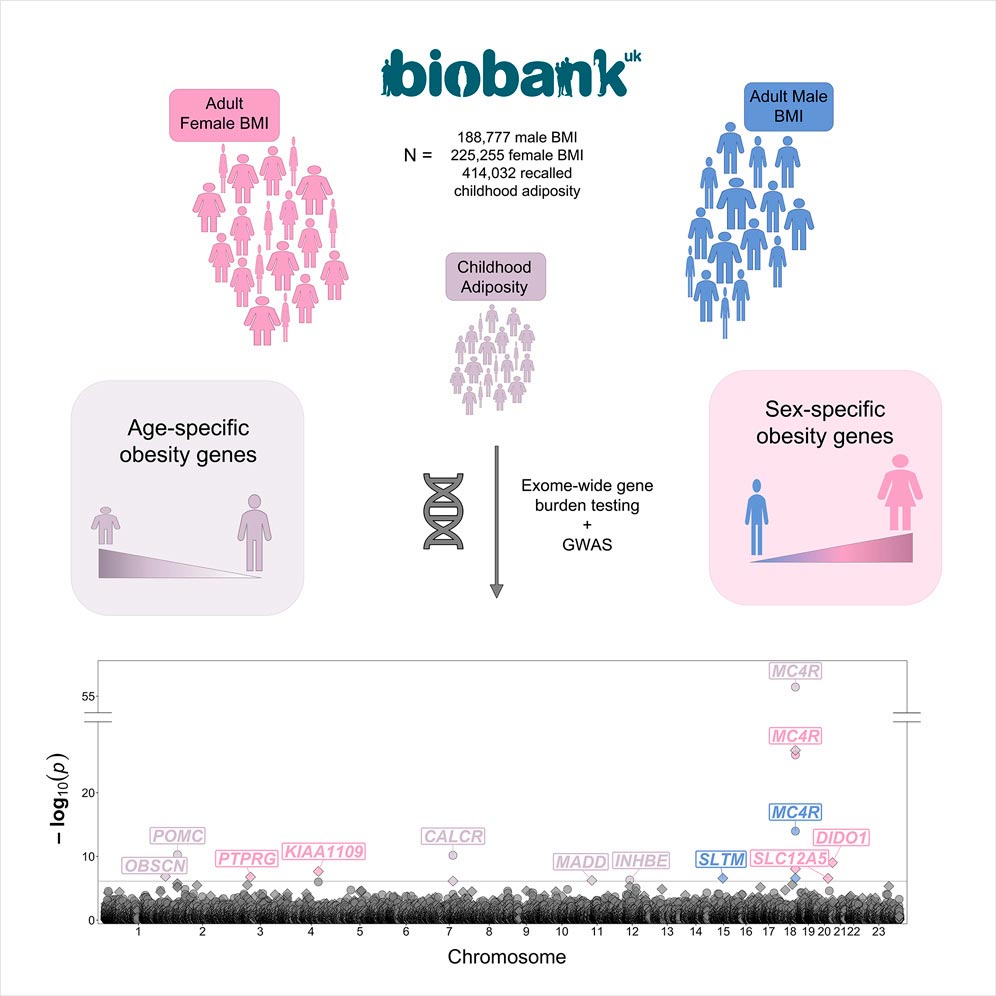 Scientists-Tie-Obesity-to-Sex-and-Age-Specific-Genes.jpg