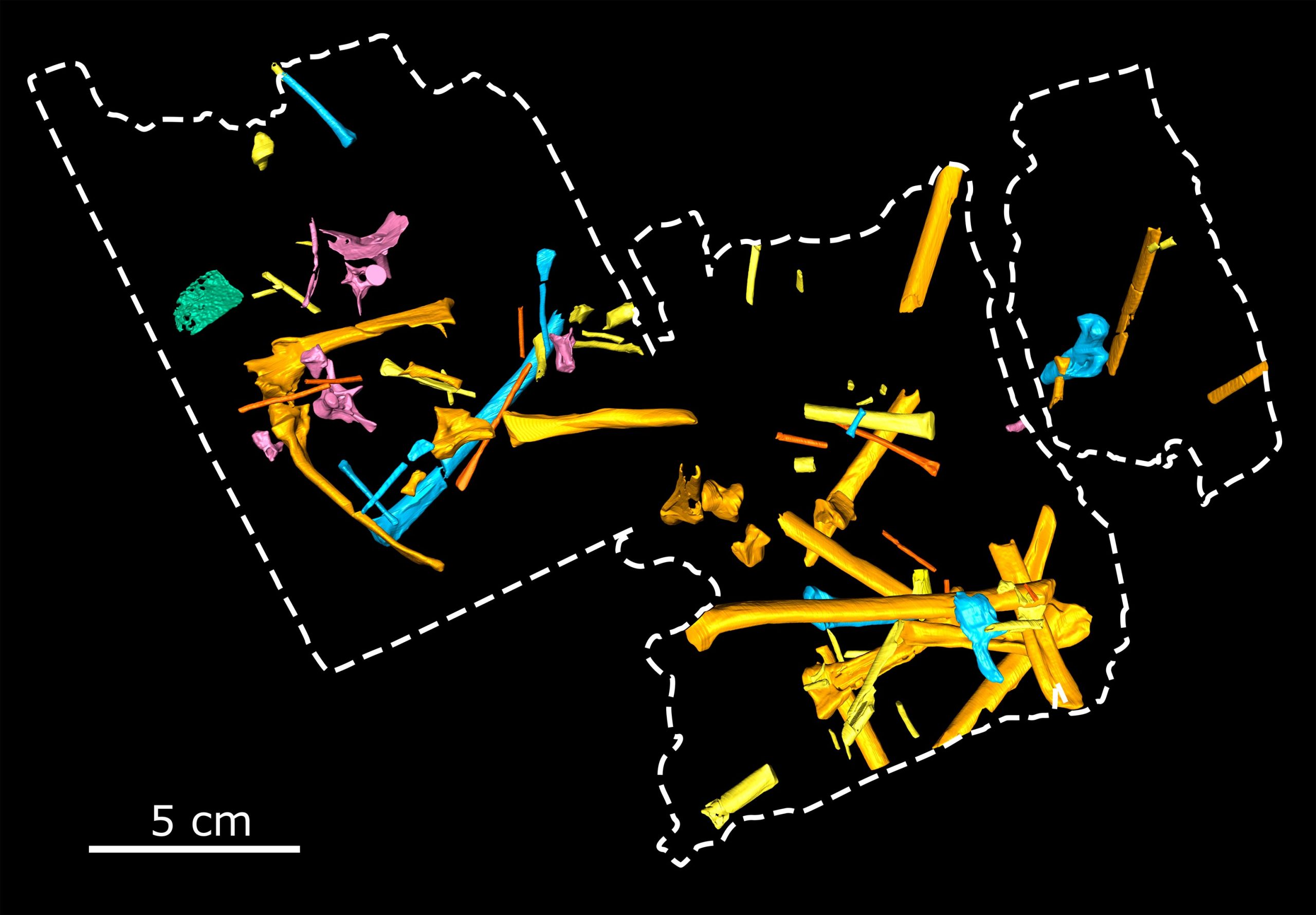 Ceoptera-evansae-Skeleton-Models-scaled.jpg