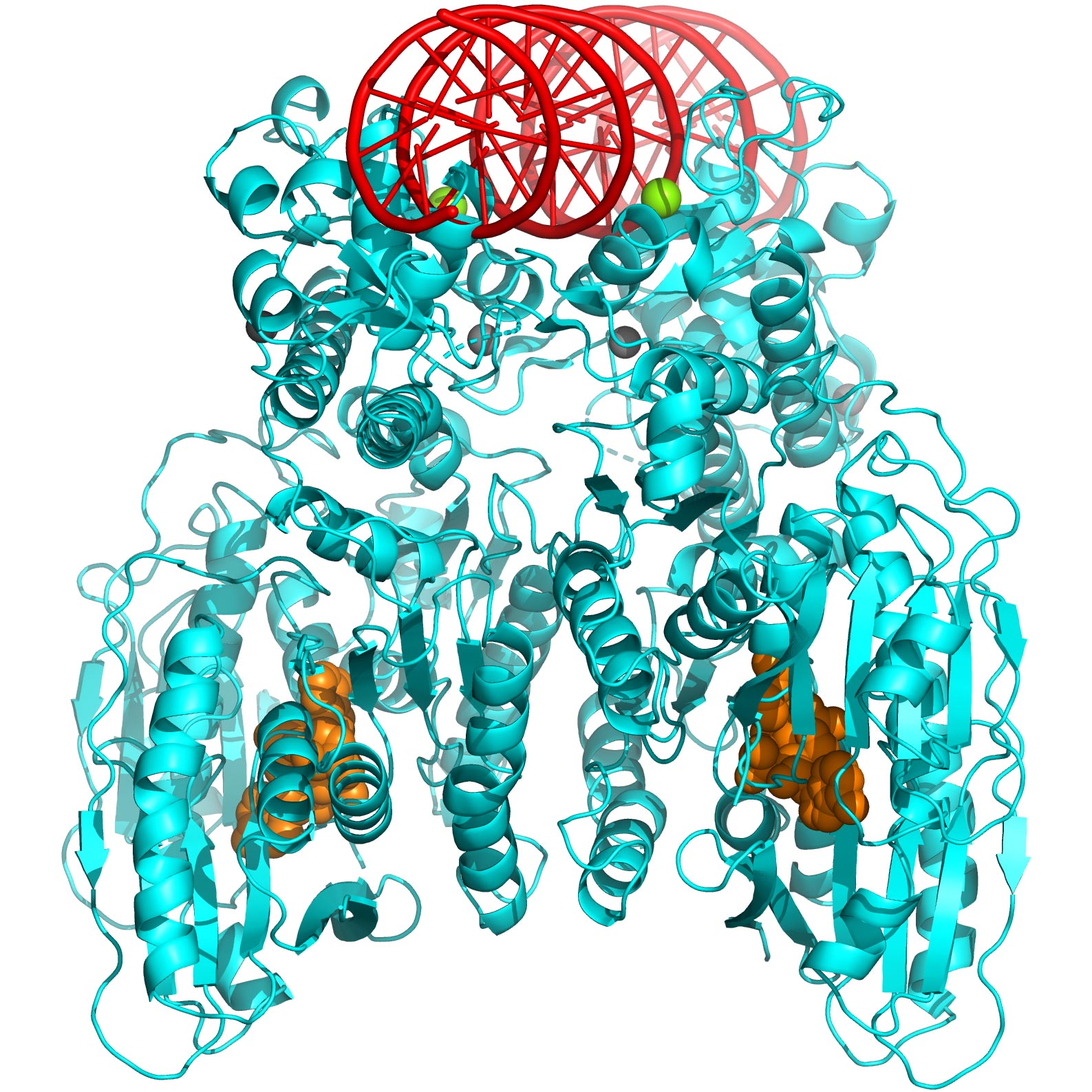 CBASS-3D-Structure.jpg