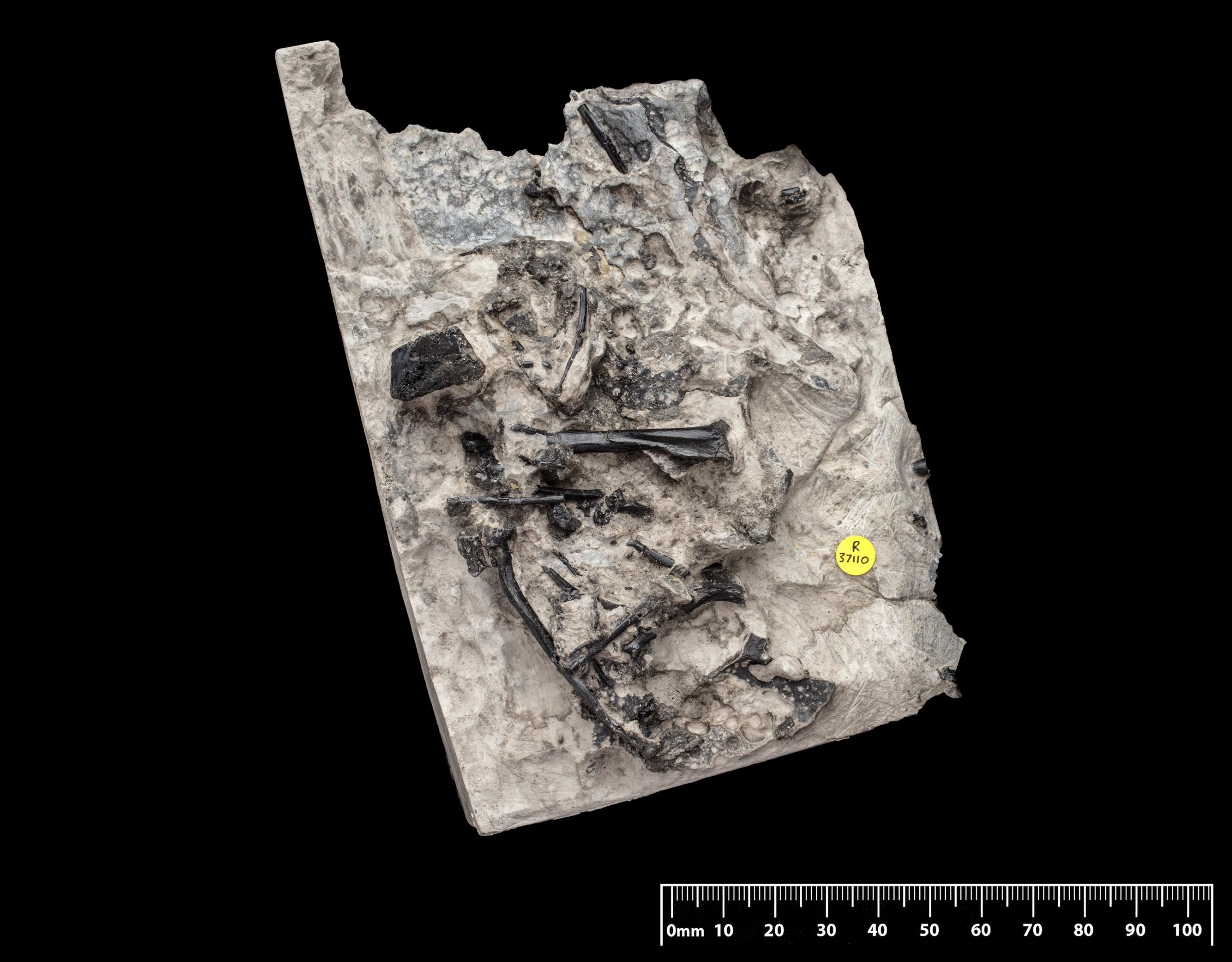 Ceoptera-evansae-Skeleton-scaled.jpg