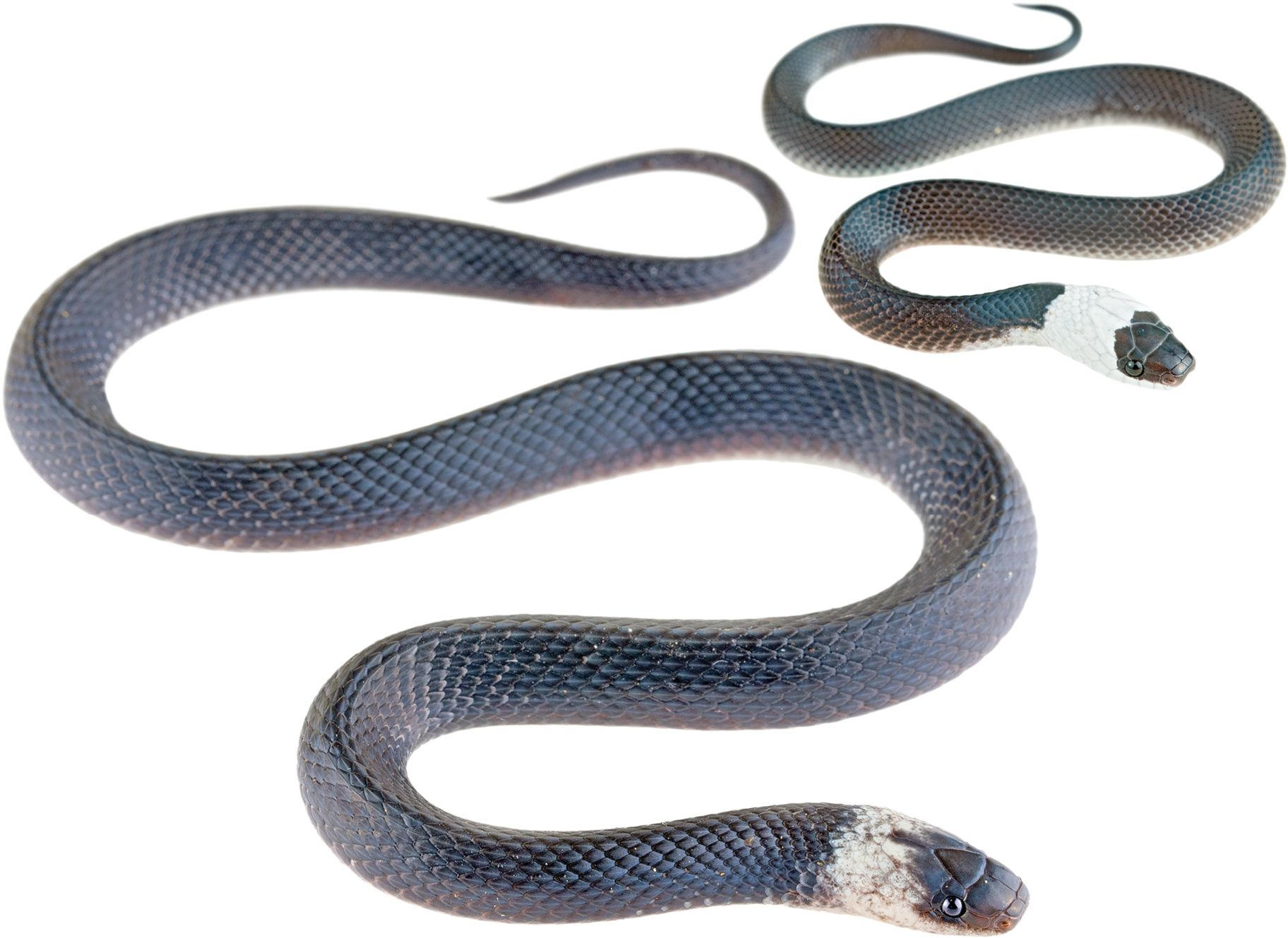 Ninia-guytudori-Specimens.jpg
