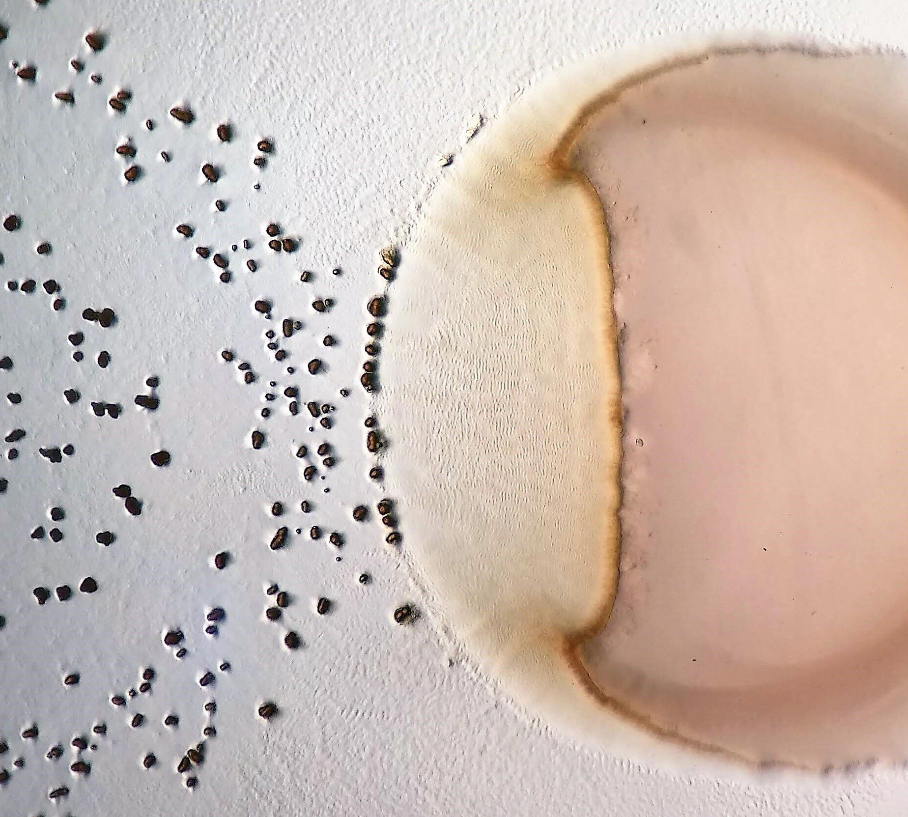 Predatory-Bacterium-Myxococcus-xanthus-Slaughtering-Its-Prey.jpg