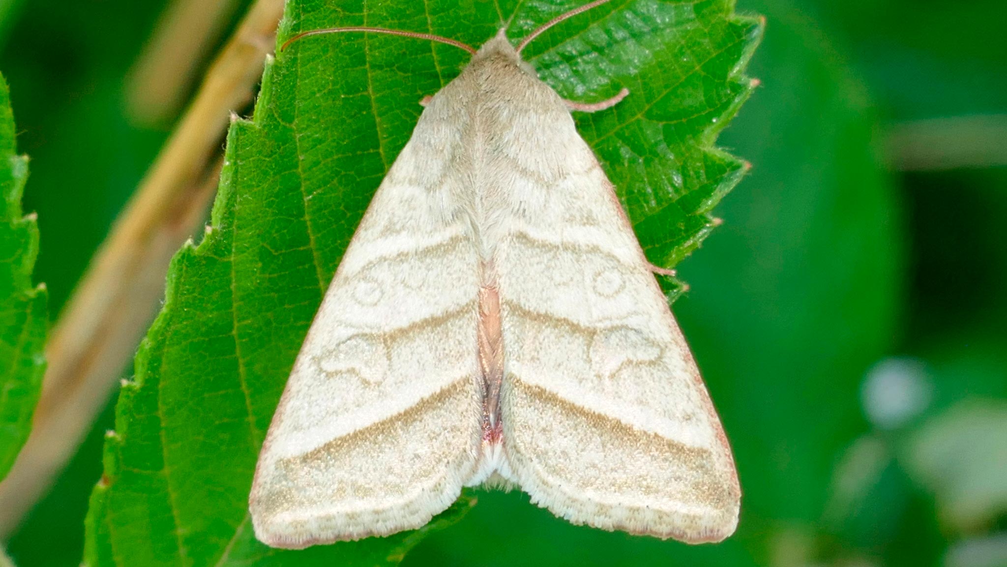 Tobacco-Budworm-on-Leaf.jpg