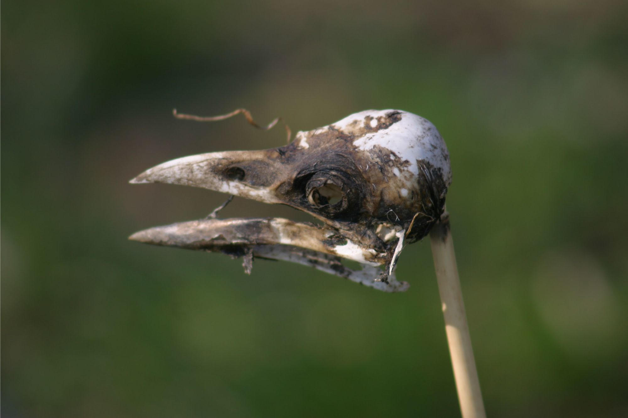 Bird-Skull.jpg