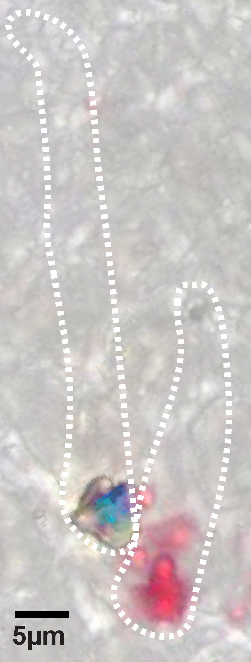 Human-Cones.jpg