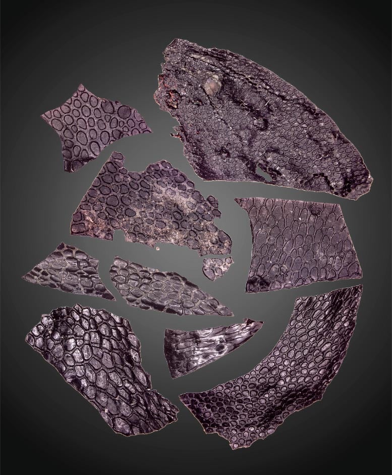 Oldest-Fossilized-Skin.jpg