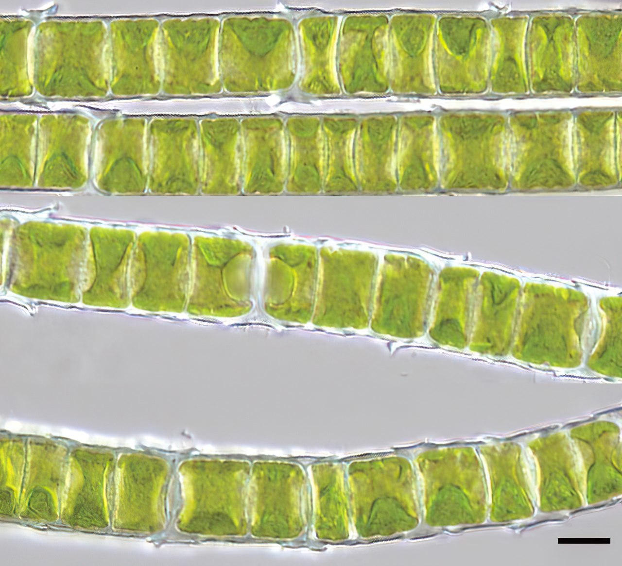 Overcoming-Challenges-with-Phylogenomics.jpg