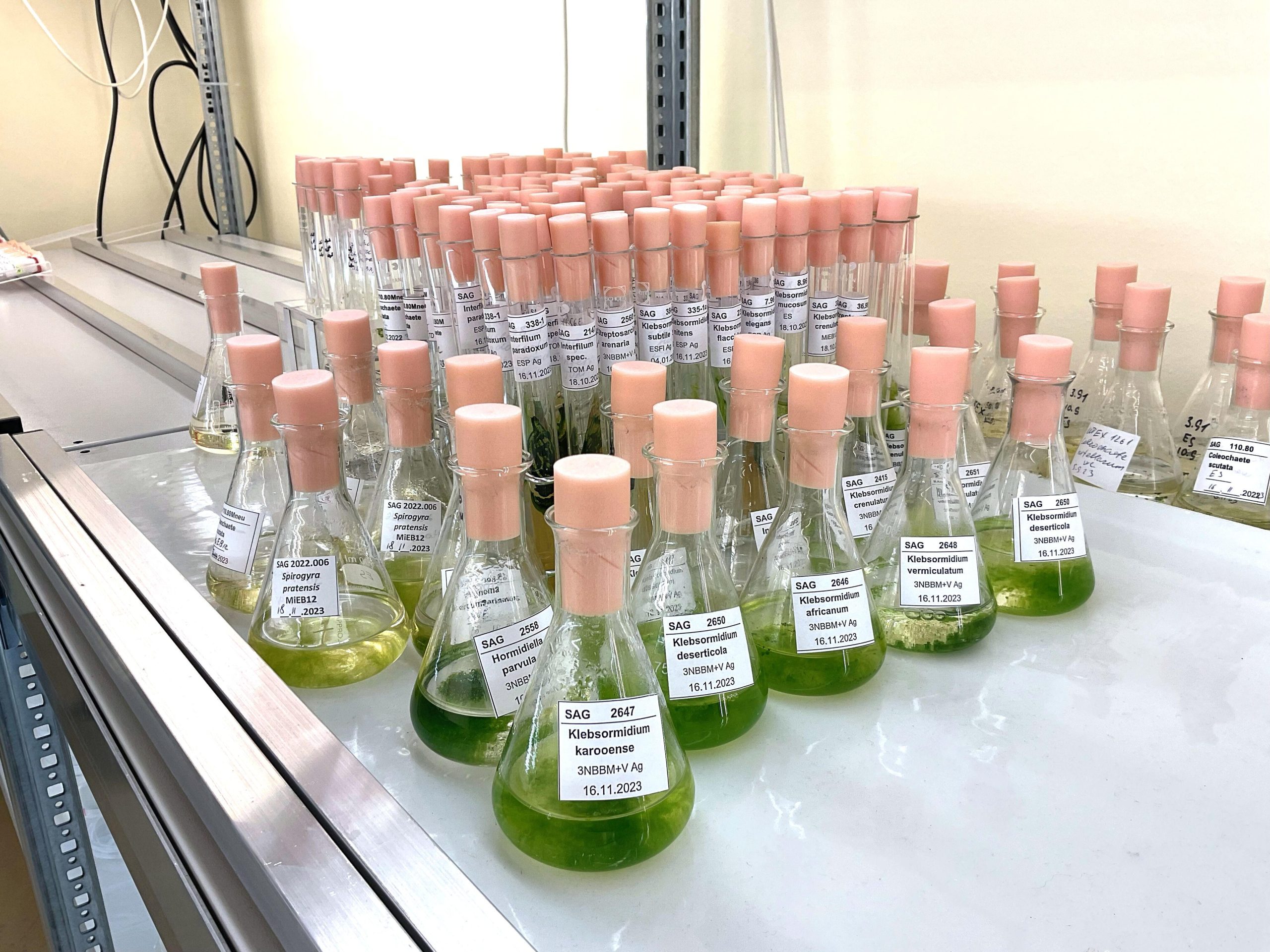 Liquid-Samples-of-Different-Algal-Species-scaled.jpg
